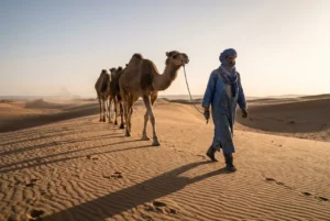 Camel trek with Berber guide crossing Erg Chebbi sand dunes at golden sunset in Merzouga, Morocco desert tour